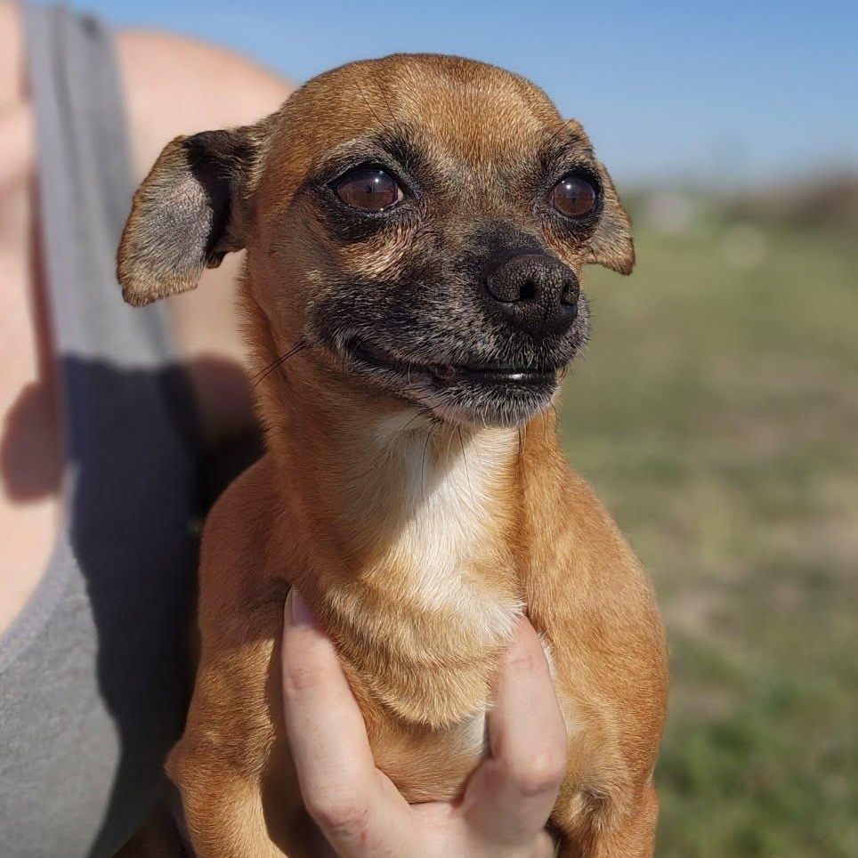 Douglas, an adopted mixed breed in Spanaway, WA image 5/6