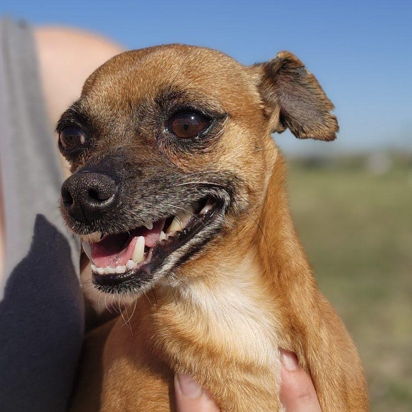 Douglas, an adopted mixed breed in Spanaway, WA image 6/6