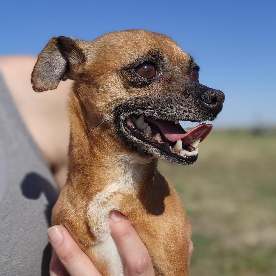 Douglas, an adopted mixed breed in Spanaway, WA image 4/6