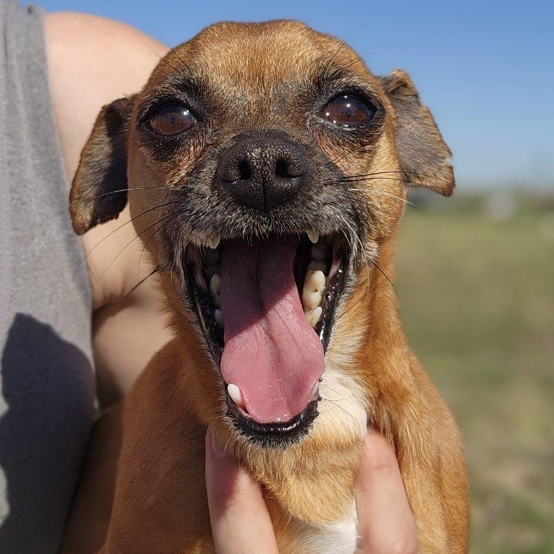 Douglas, an adopted mixed breed in Spanaway, WA image 1/6