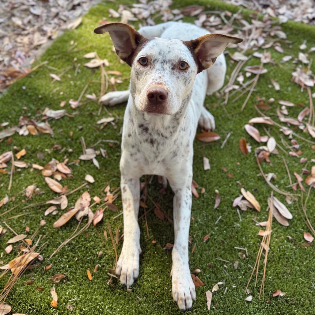 Coconut, a Adoptable Mixed Breed in Milton, FL image 2/2