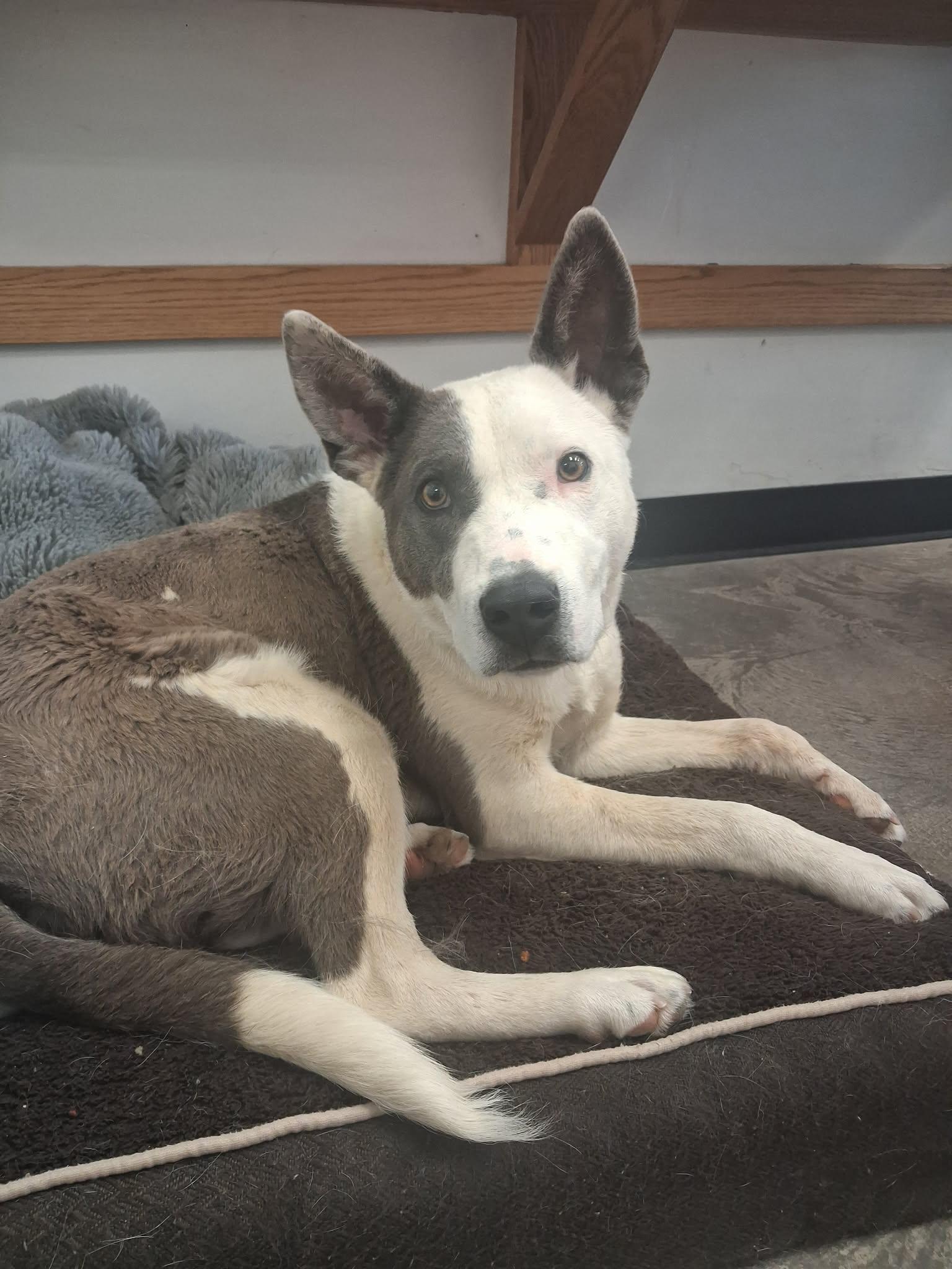 Clancy, a ADOPTABLE mixed breed in Roosevelt, UT image 3/3