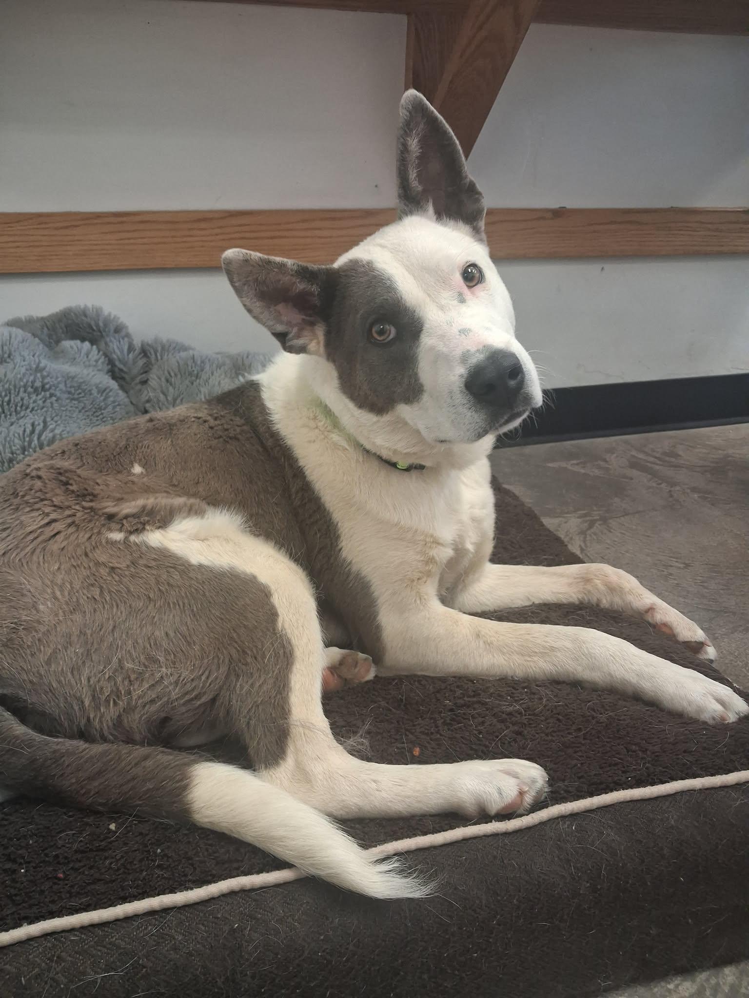 Clancy, ADOPTABLE, Adult Male Border Collie.