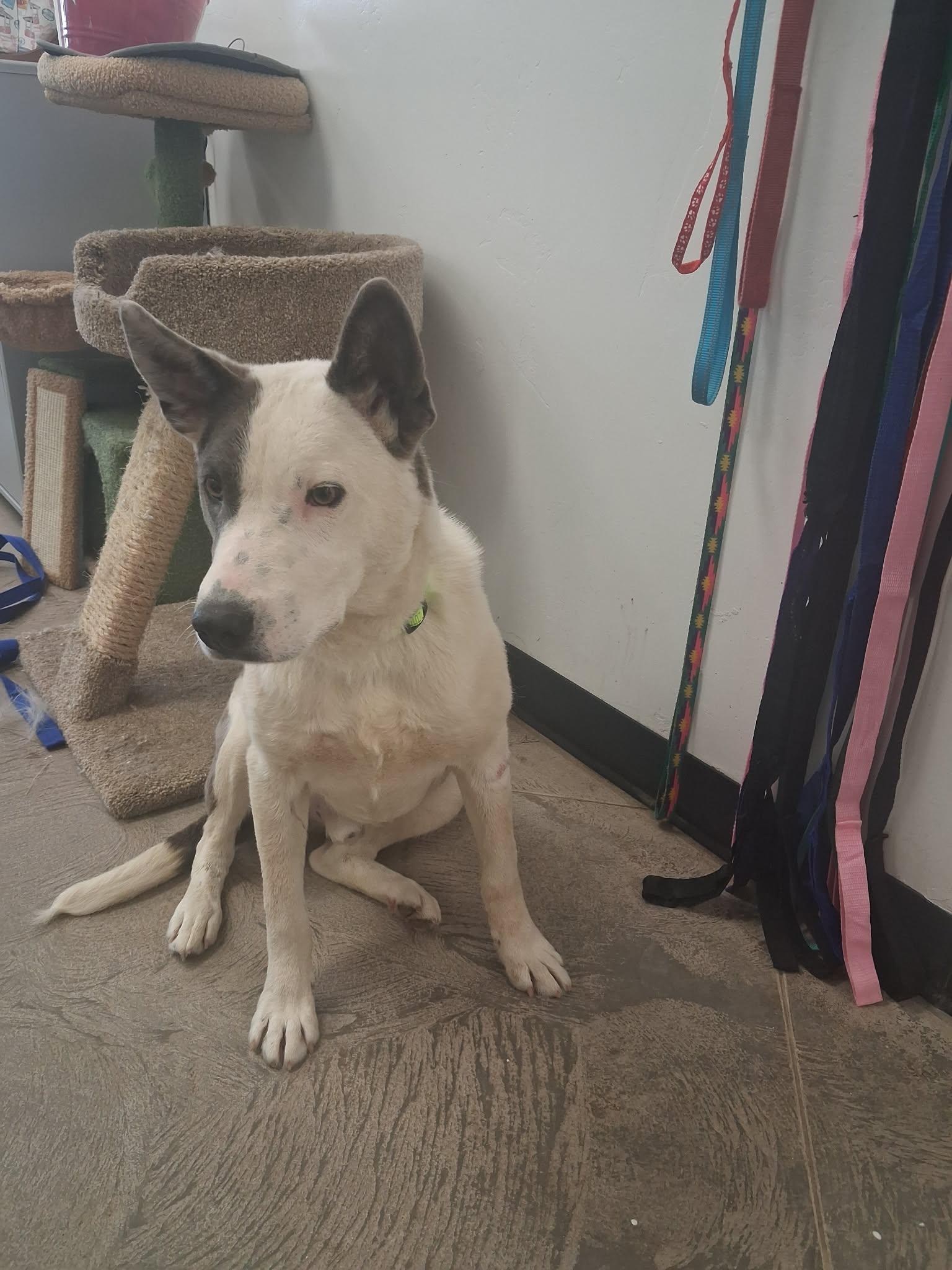Clancy, a ADOPTABLE mixed breed in Roosevelt, UT image 2/3