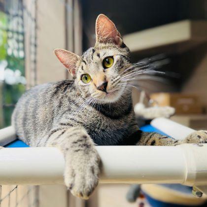 Wall-E, a Adoptable Domestic Short Hair in Honolulu, HI image 1/3