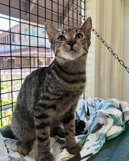 Wall-E, a Adoptable Domestic Short Hair in Honolulu, HI image 2/3