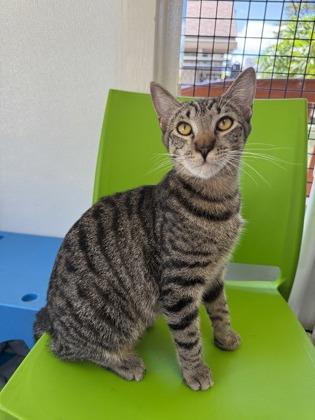 Wall-E, a Adoptable Domestic Short Hair in Honolulu, HI image 3/3