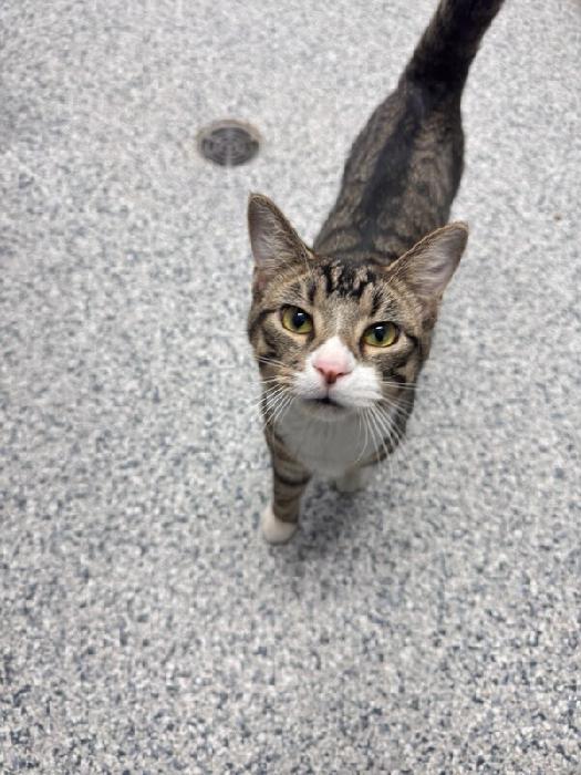 Hansel, Adoptable, Young Male Tabby.