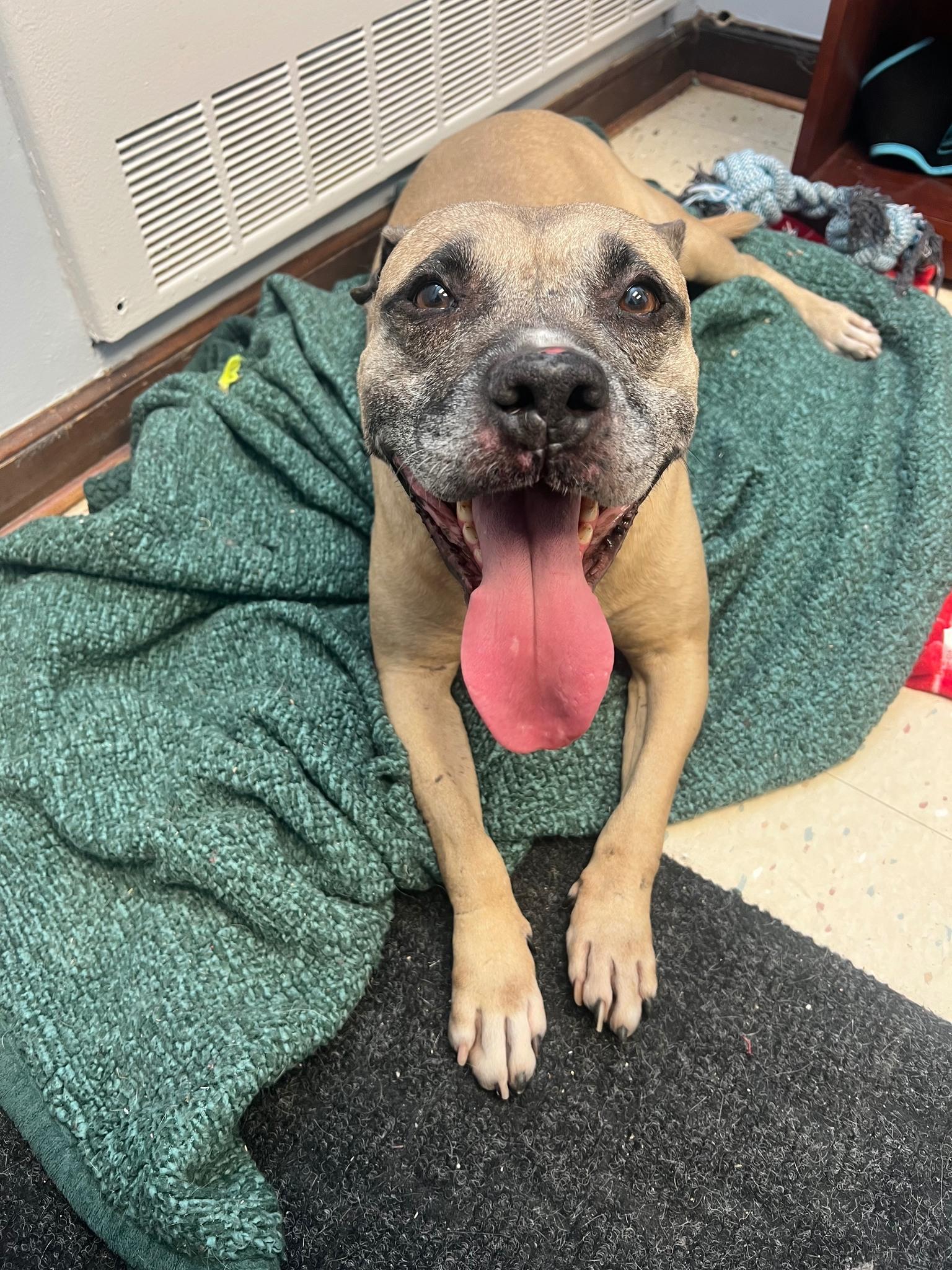 Cake Batter, a Adoptable Pit Bull Terrier in Philadelphia, PA image 2/5