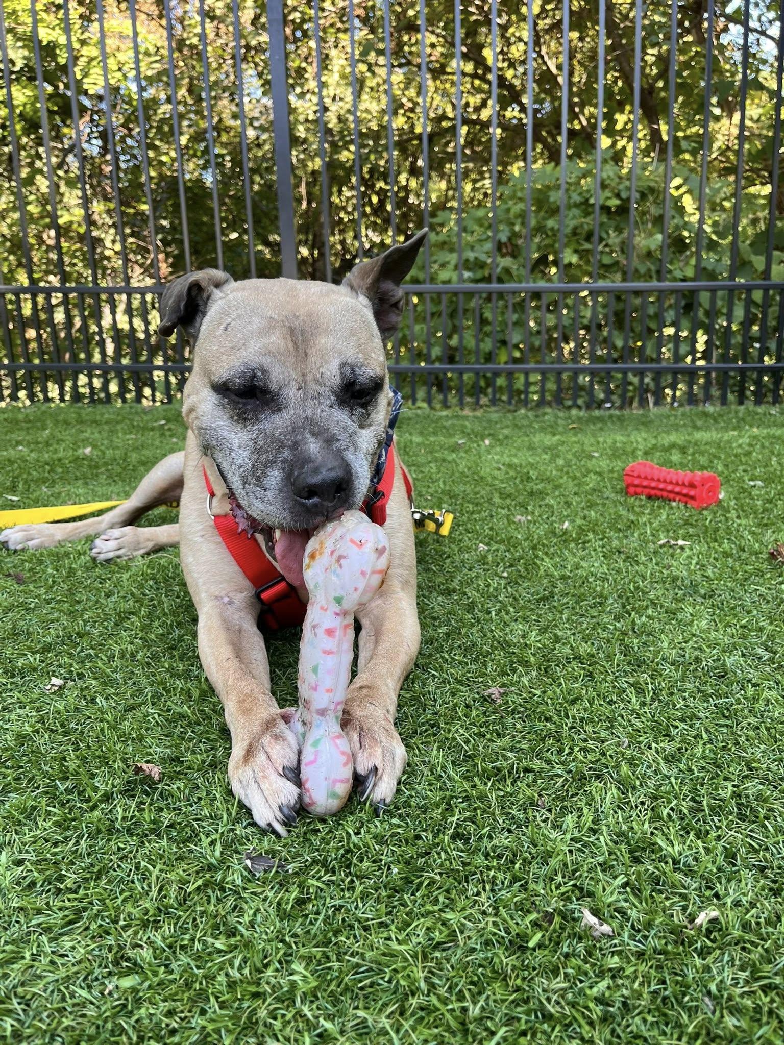 Cake Batter, a Adoptable Pit Bull Terrier in Philadelphia, PA image 3/5
