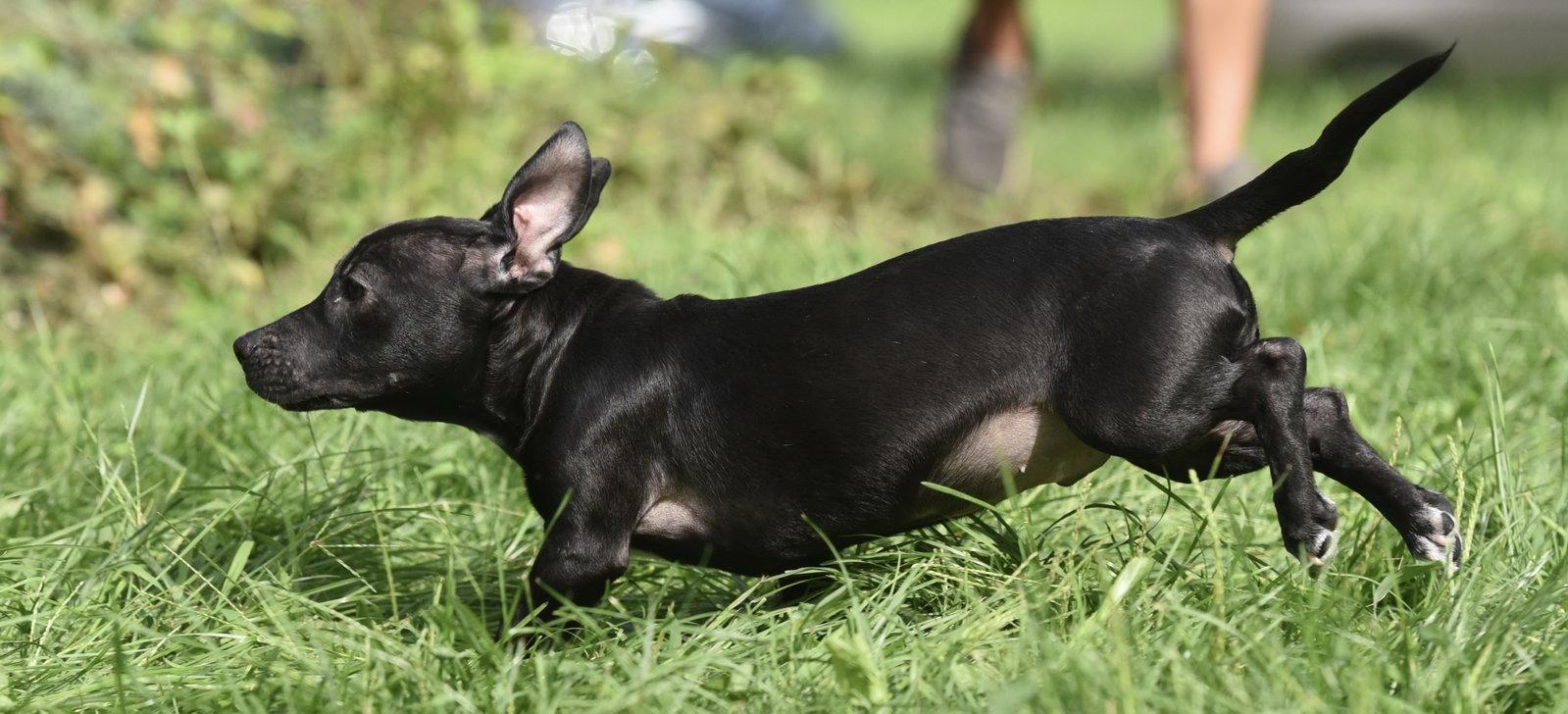 Enlarge Nicco, a Adopted mixed breed in Mechanicsburg, PA image 1/3
