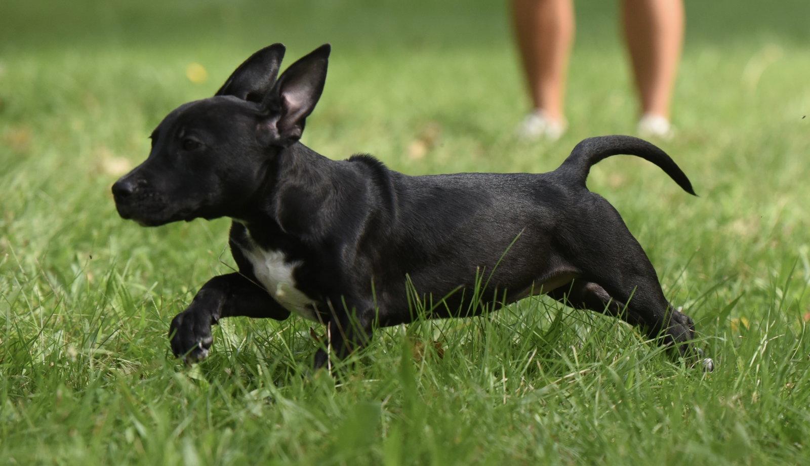 Enlarge Nicco, a Adopted mixed breed in Mechanicsburg, PA image 2/3