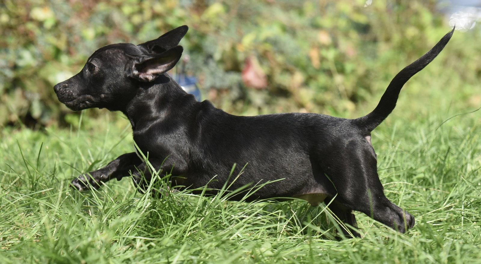 Enlarge Nicco, a Adopted mixed breed in Mechanicsburg, PA image 3/3