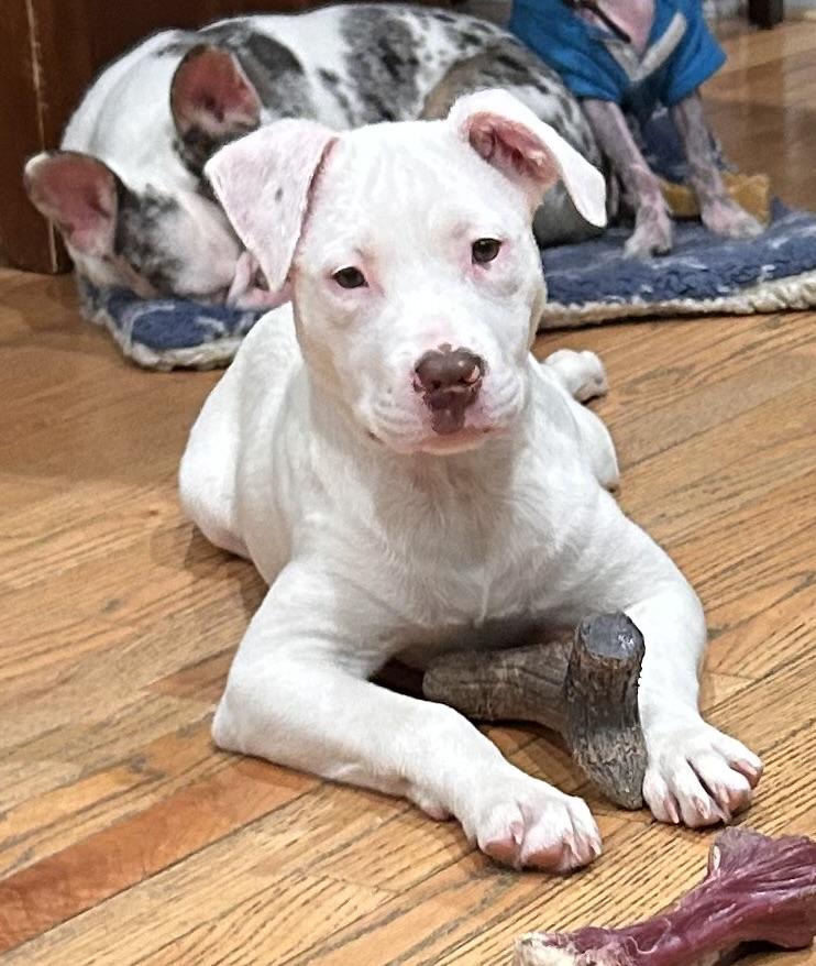 Snow White , ADOPTABLE, Puppy Female Pit Bull Terrier.