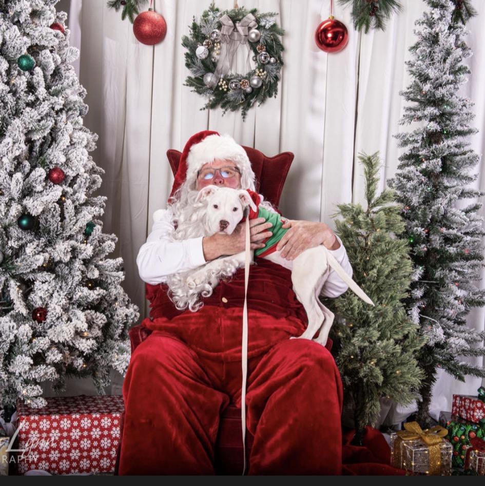 Enlarge Snow White , a ADOPTABLE Pit Bull Terrier in Pittsburgh, PA image 2/3