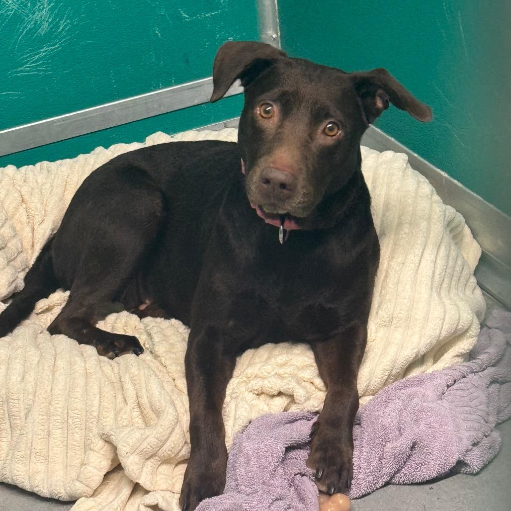 Enlarge Maryann, a Adoptable Mixed Breed in Dickinson, TX image 1/6