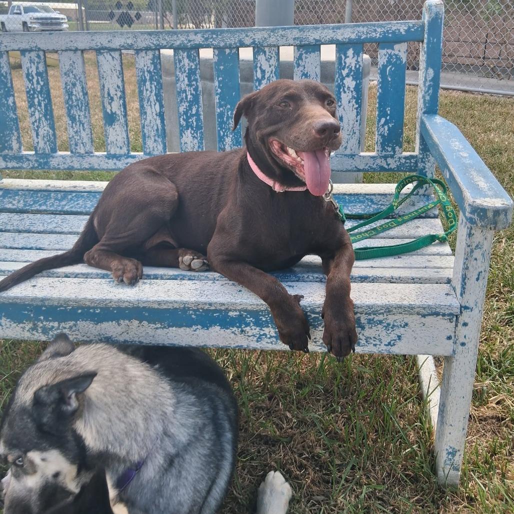 Enlarge Maryann, a Adoptable Mixed Breed in Dickinson, TX image 2/6
