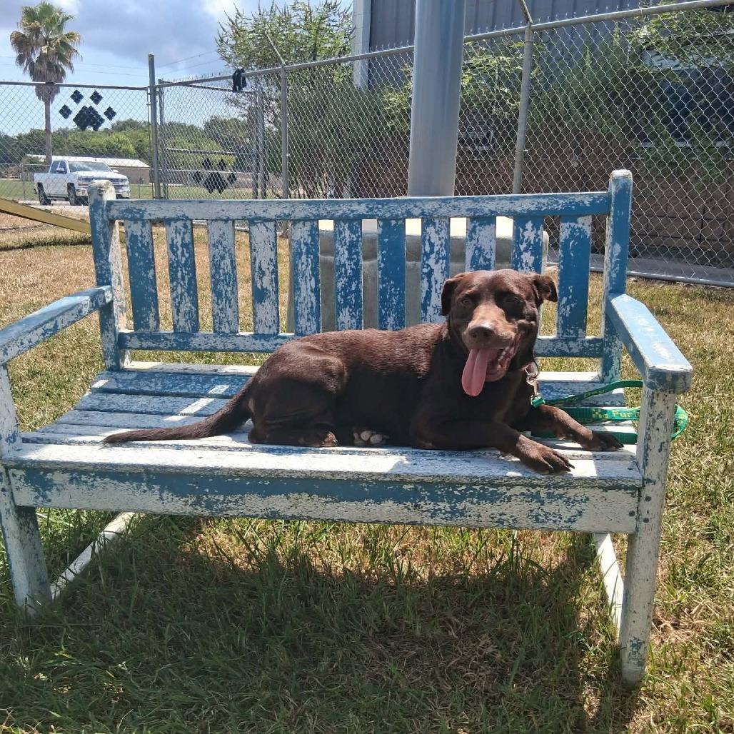 Enlarge Maryann, a Adoptable Mixed Breed in Dickinson, TX image 4/6