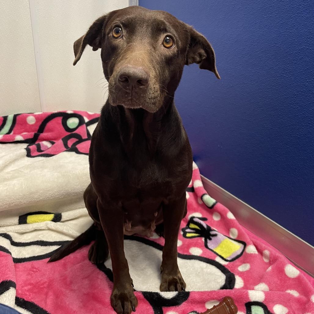 Enlarge Maryann, a Adoptable Mixed Breed in Dickinson, TX image 5/6
