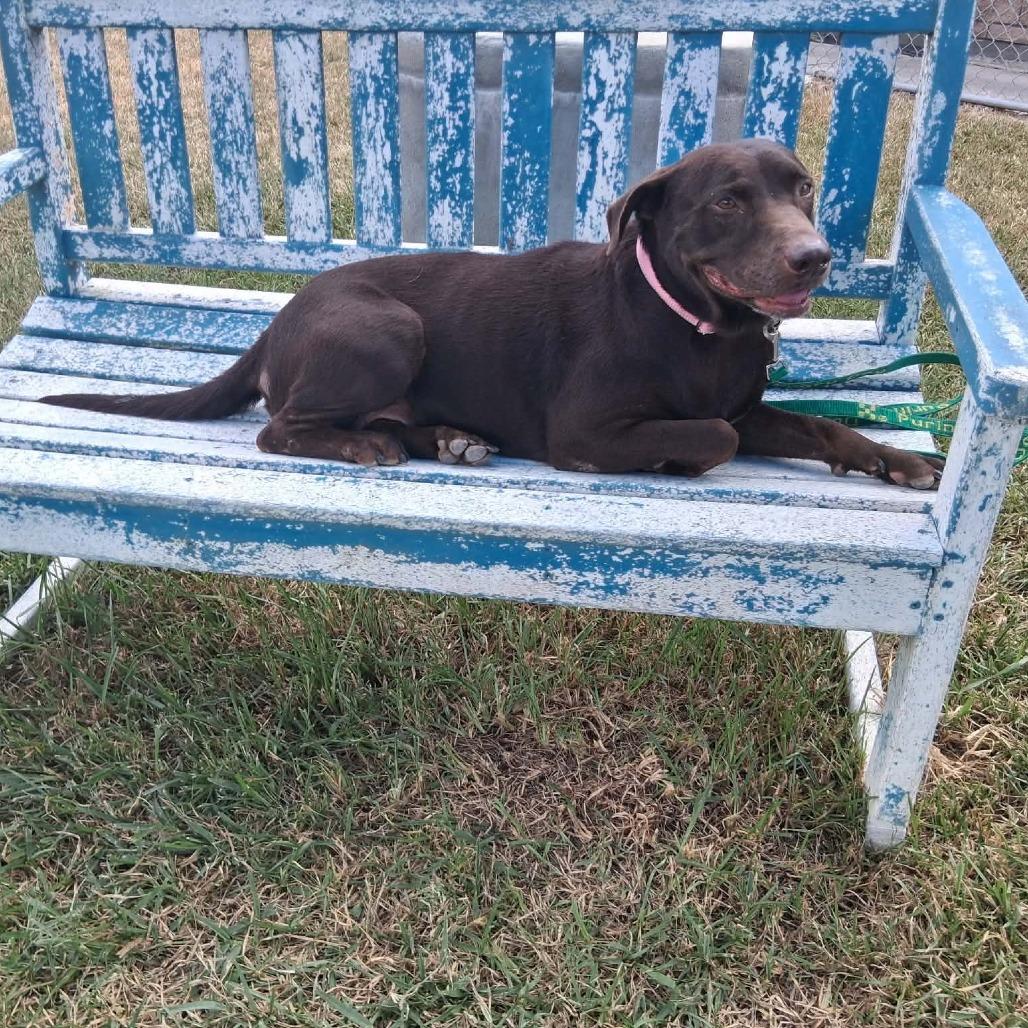 Enlarge Maryann, a Adoptable Mixed Breed in Dickinson, TX image 6/6