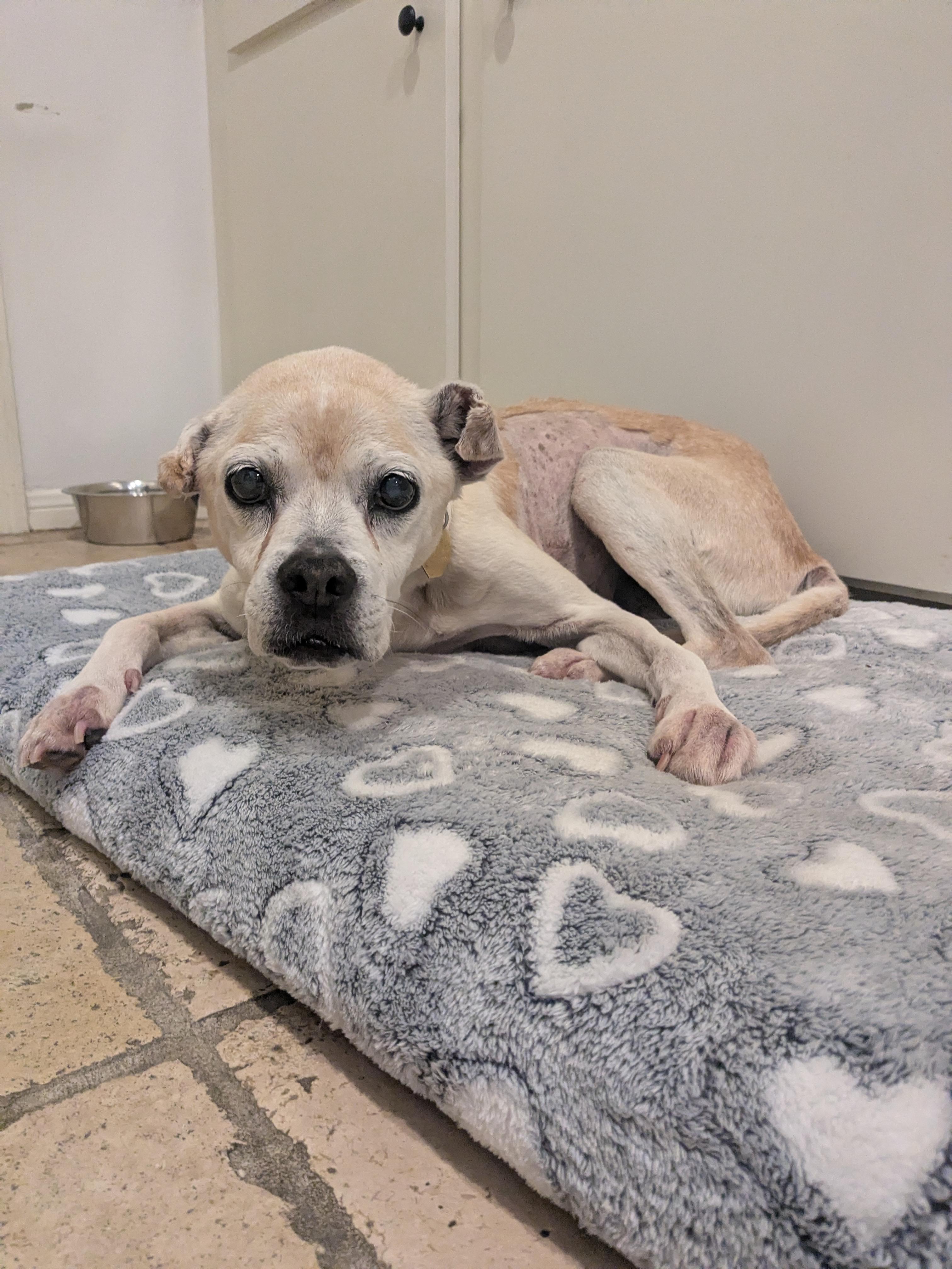 Meet Walter Walter may be a senior but this sweet soul has a young heartand an even younger appet
