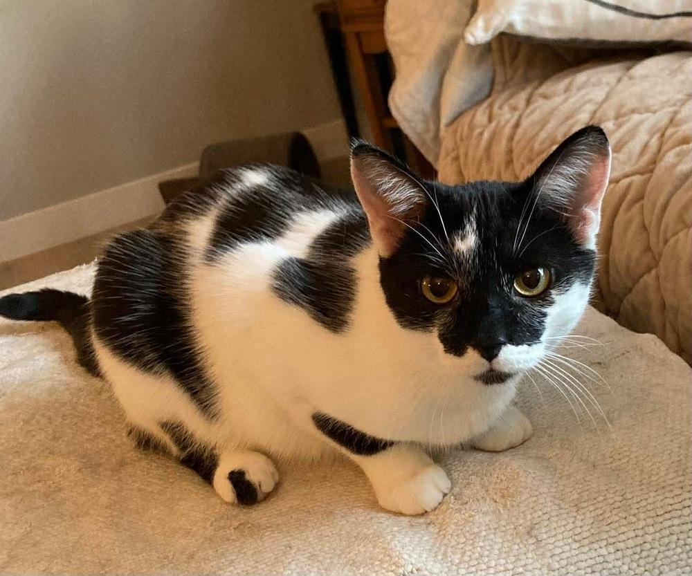 Enlarge Ginger (aka Telly), a Adoptable Domestic Short Hair in Chicago, IL image 2/6
