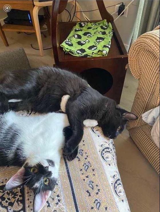 Enlarge Ginger (aka Telly), a Adoptable Domestic Short Hair in Chicago, IL image 3/6
