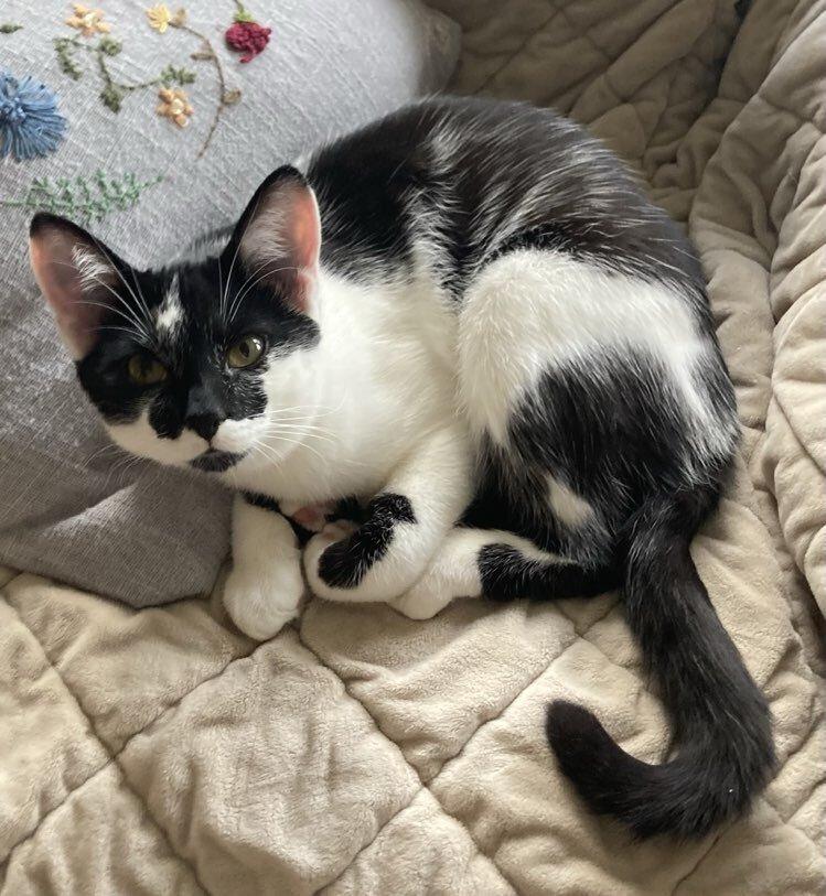 Ginger (aka Telly), a Adoptable Domestic Short Hair in Chicago, IL image 1/3