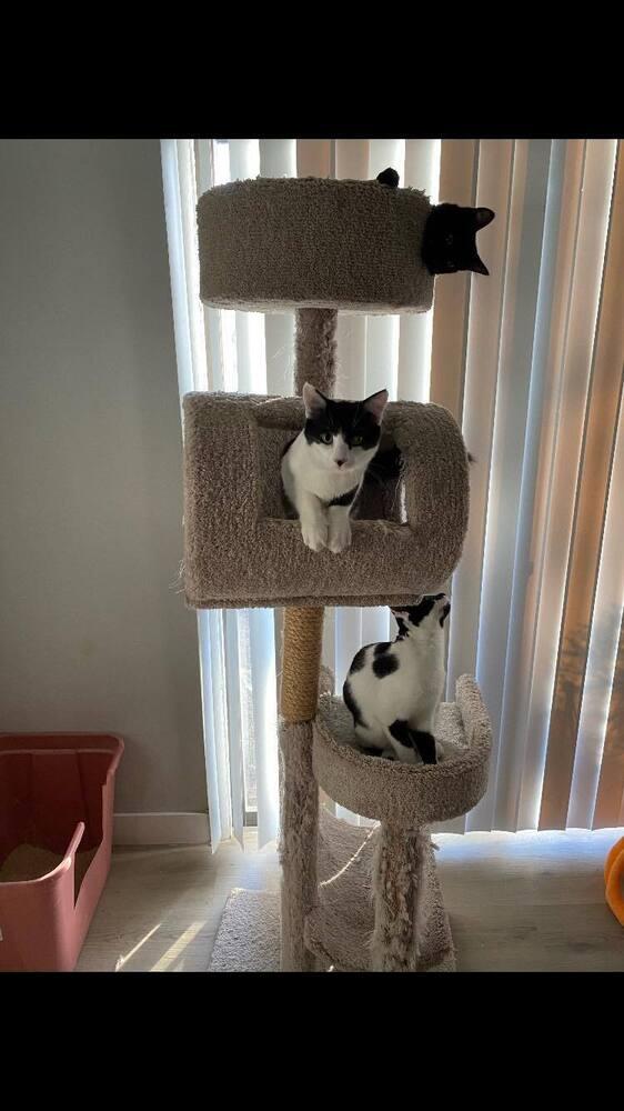 Ginger (aka Telly), a Adoptable Domestic Short Hair in Chicago, IL image 3/3