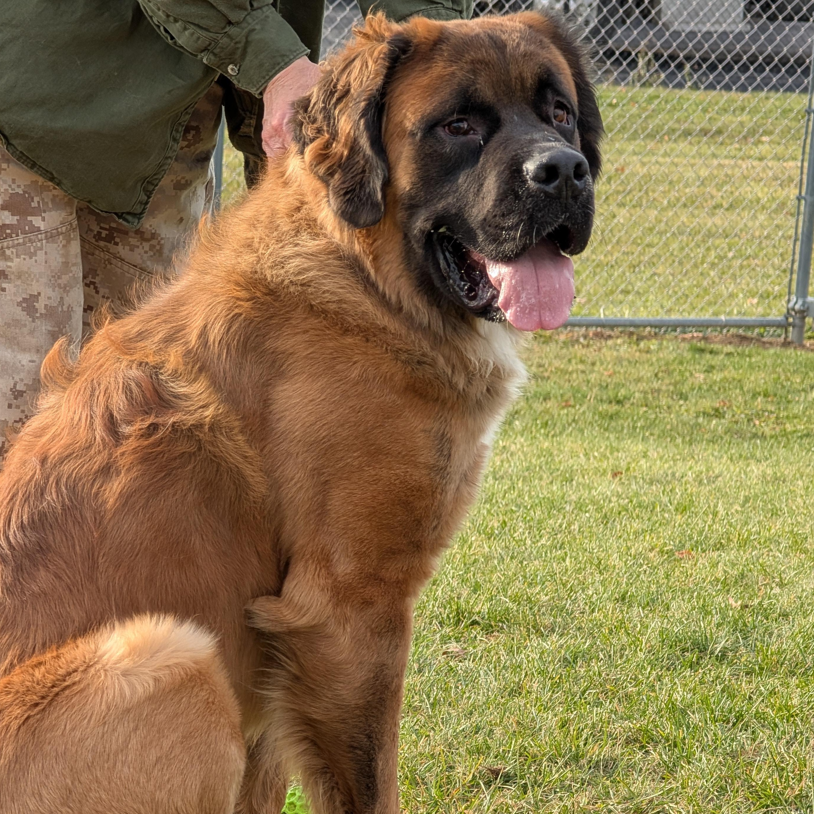 Enlarge 187689 Bear , a Adoptable Saint Bernard in Ravenna, OH image 2/6