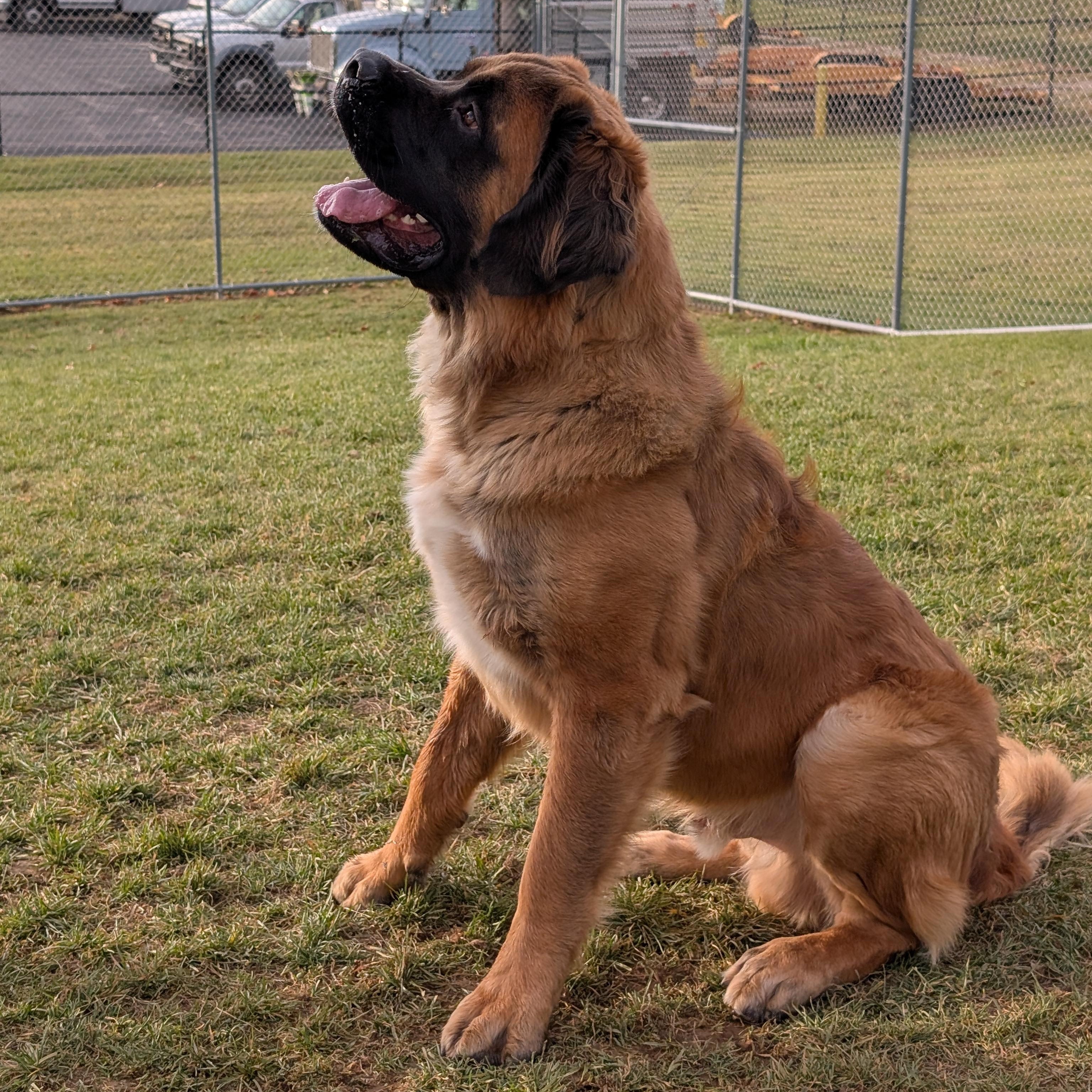 Enlarge 187689 Bear , a Adoptable Saint Bernard in Ravenna, OH image 3/6