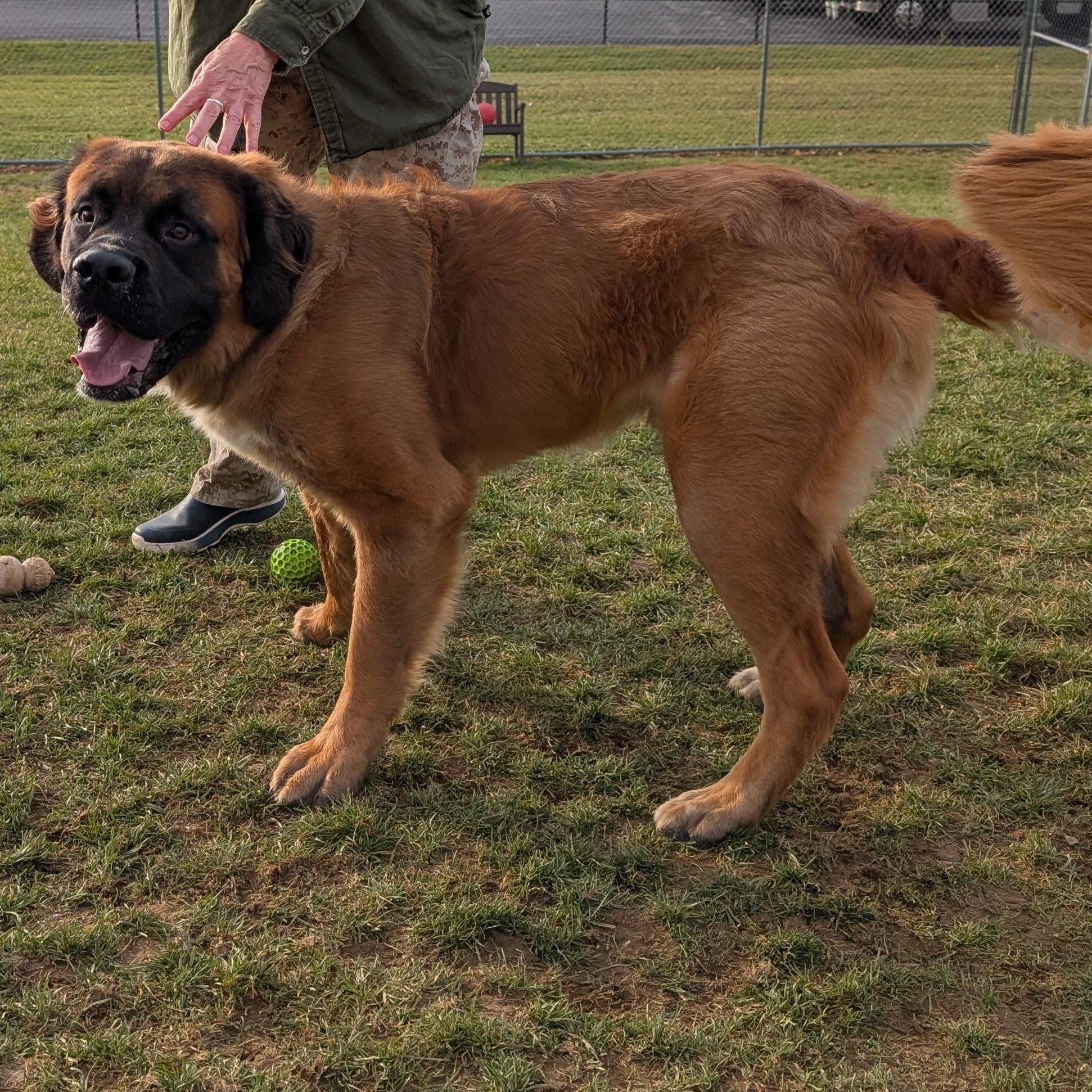 Enlarge 187689 Bear , a Adoptable Saint Bernard in Ravenna, OH image 4/6