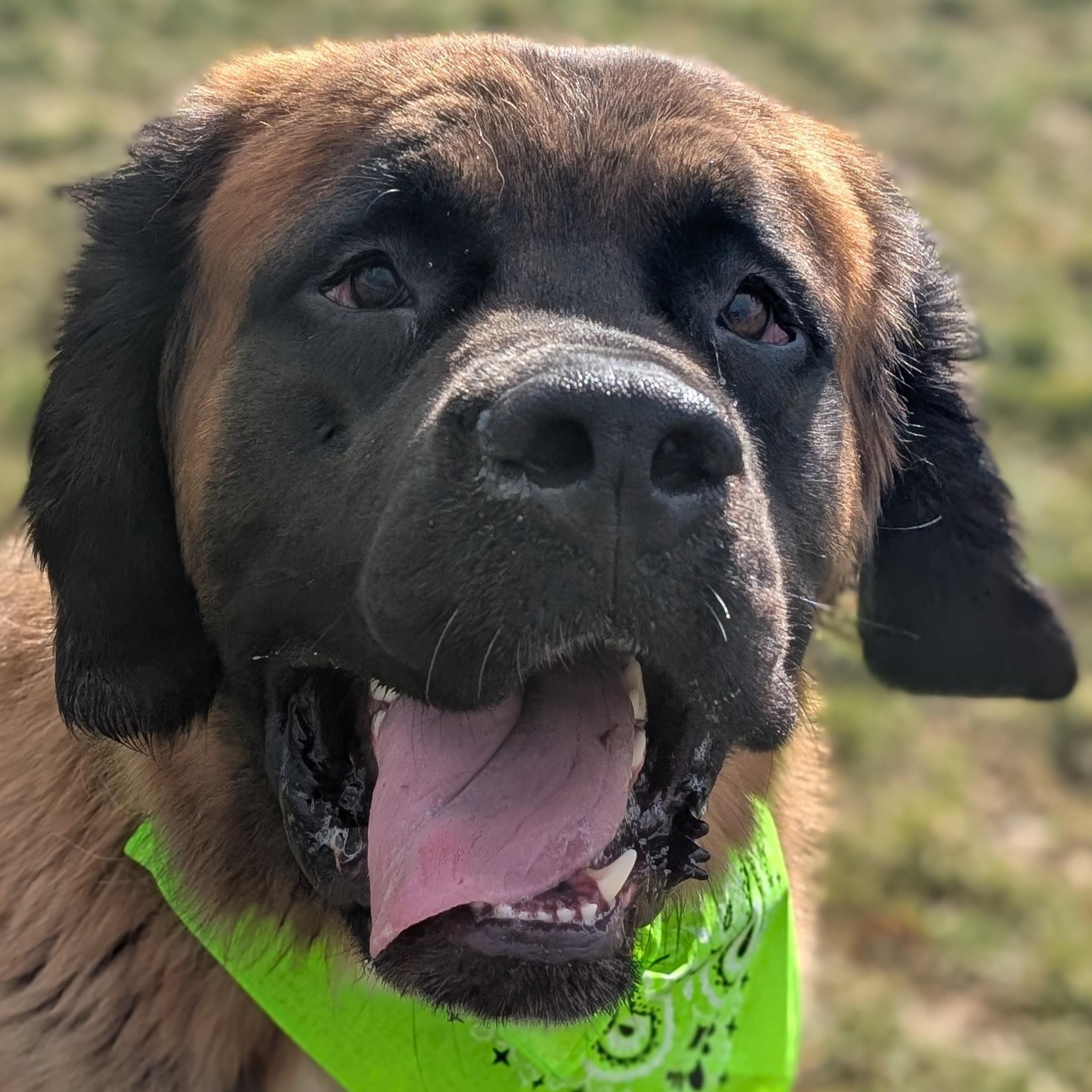 Enlarge 187689 Bear , a Adoptable Saint Bernard in Ravenna, OH image 6/6