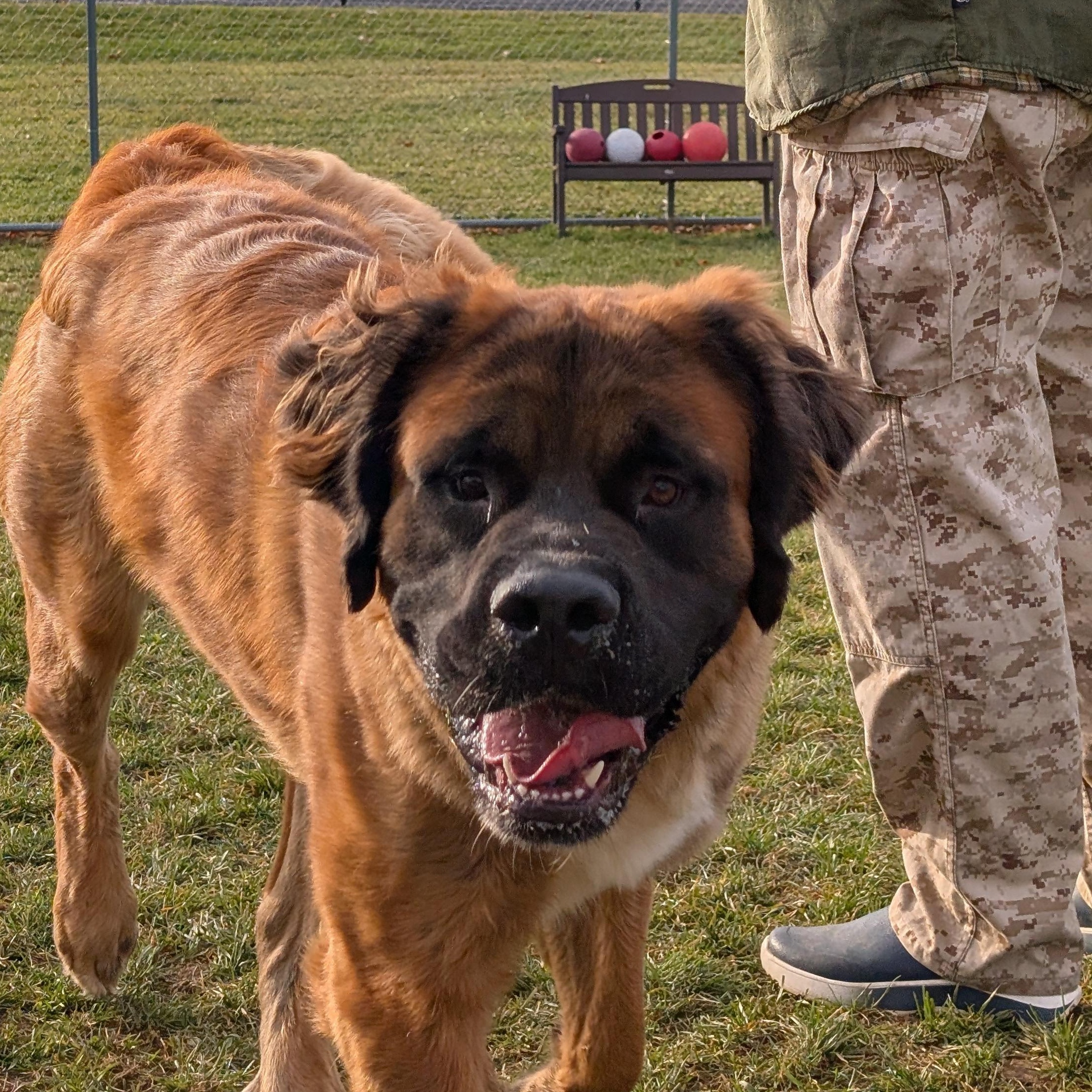 Enlarge 187689 Bear , a Adoptable Saint Bernard in Ravenna, OH image 5/6