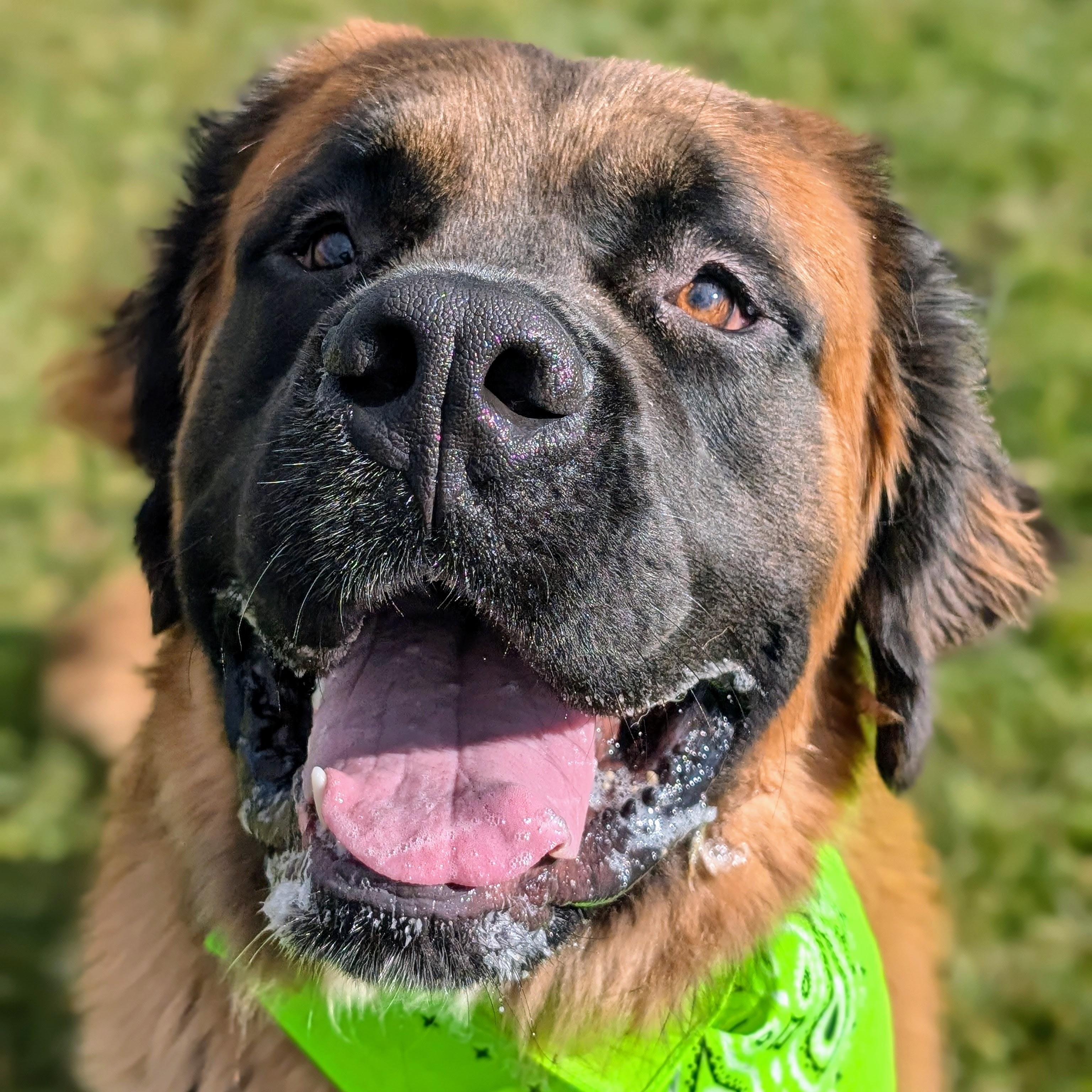 187689 Bear , Adoptable, Adult Male Saint Bernard.