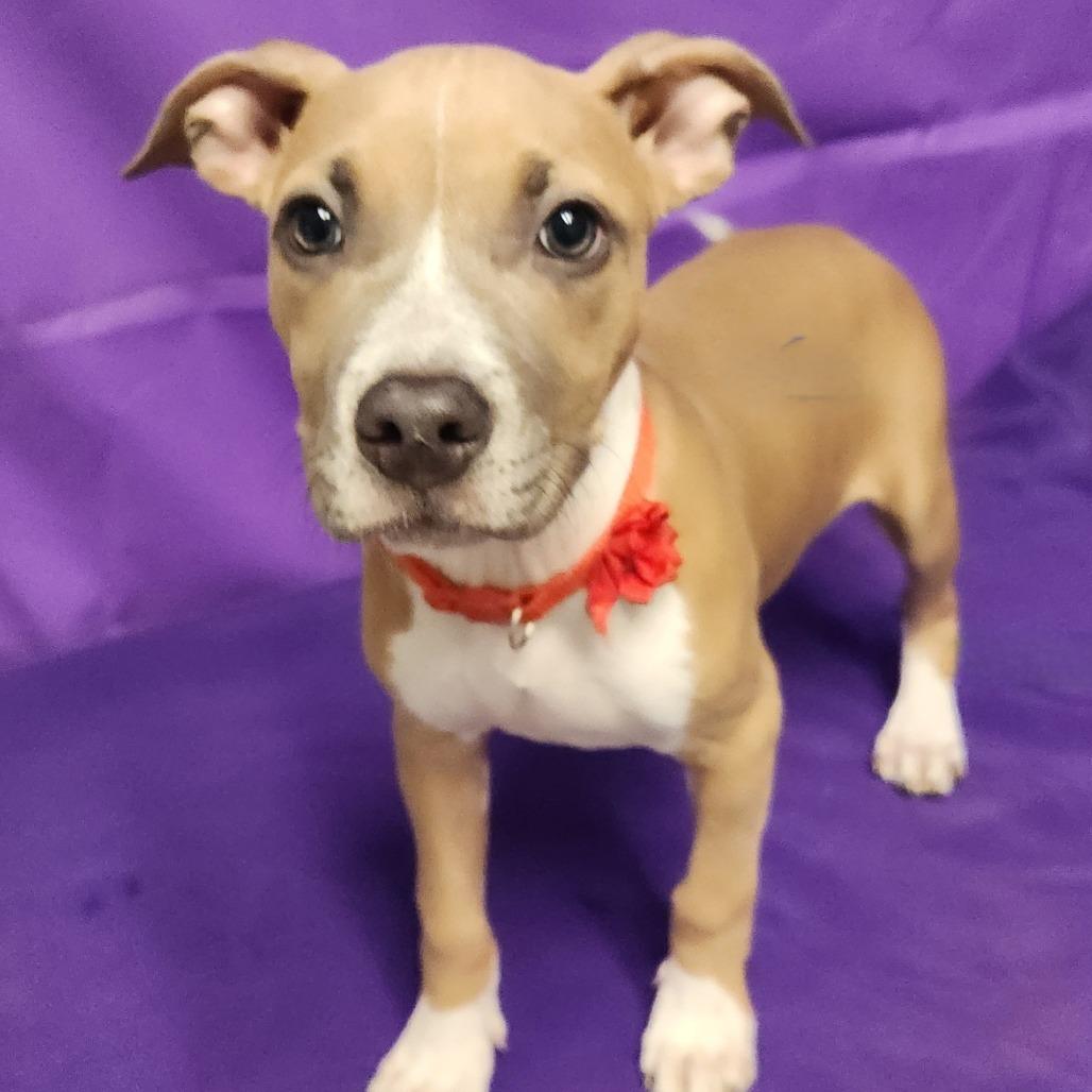 Enlarge Yama, a Adoptable mixed breed in North Myrtle Beach, SC image 3/3