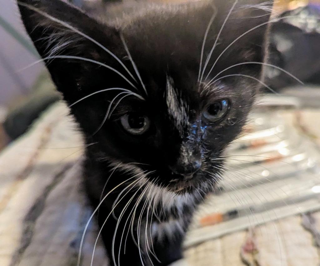 Tina Sparkle, Adopted, Young Female Domestic Short Hair.