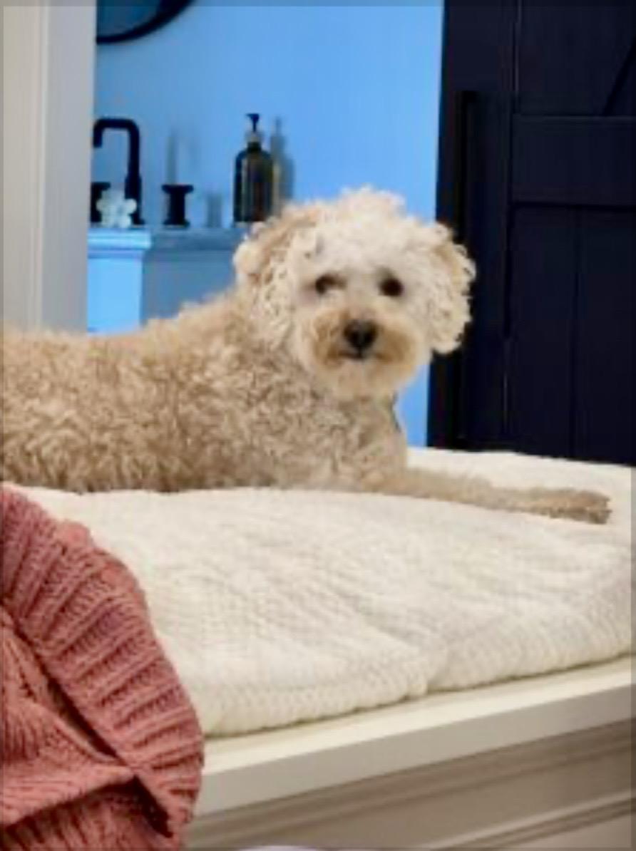 Enlarge Bella Marie, a ADOPTABLE mixed breed in Southern Shores, NC image 1/1