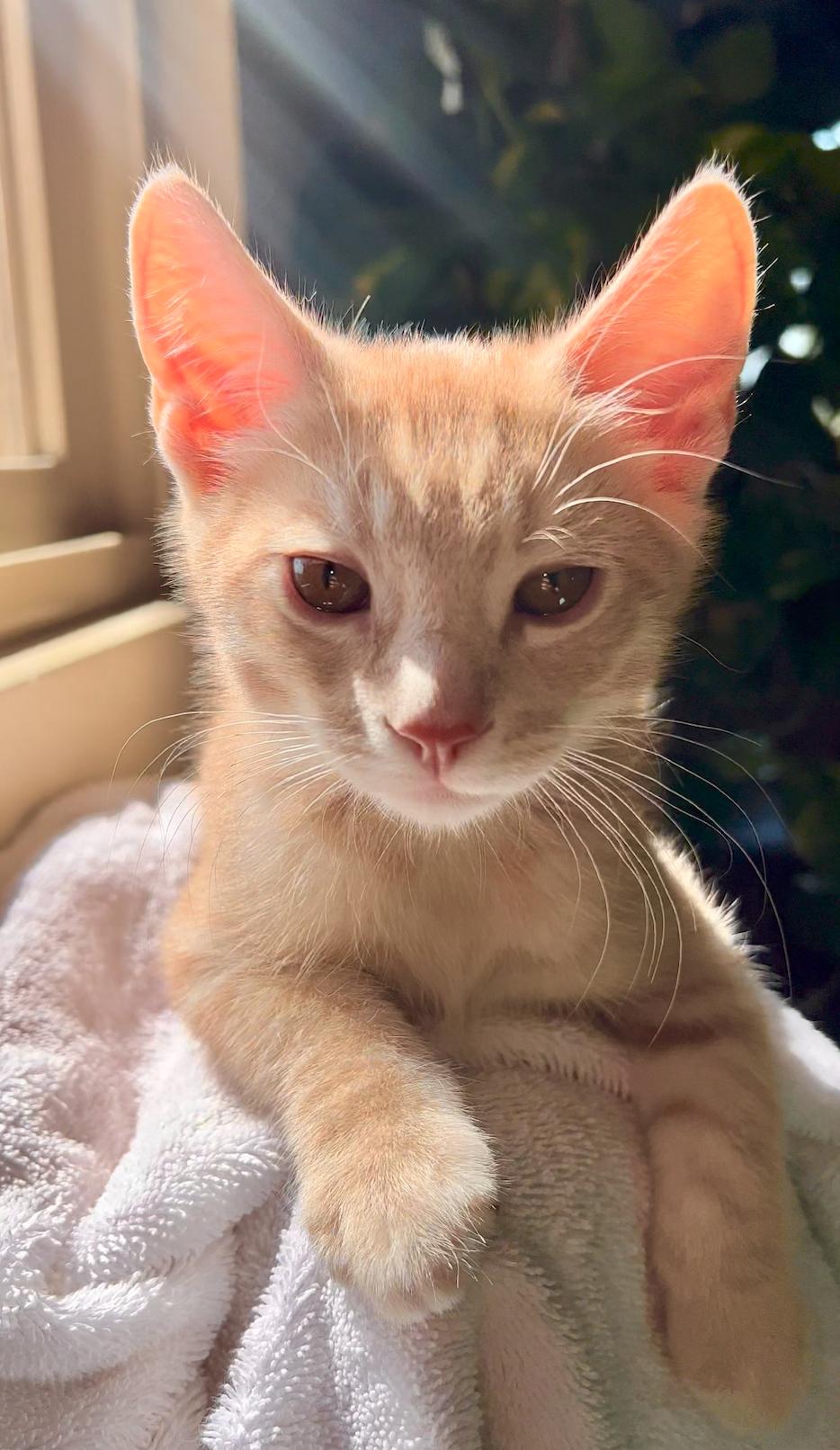 Flame, a ADOPTABLE American Shorthair in ladera ranch, CA image 5/5