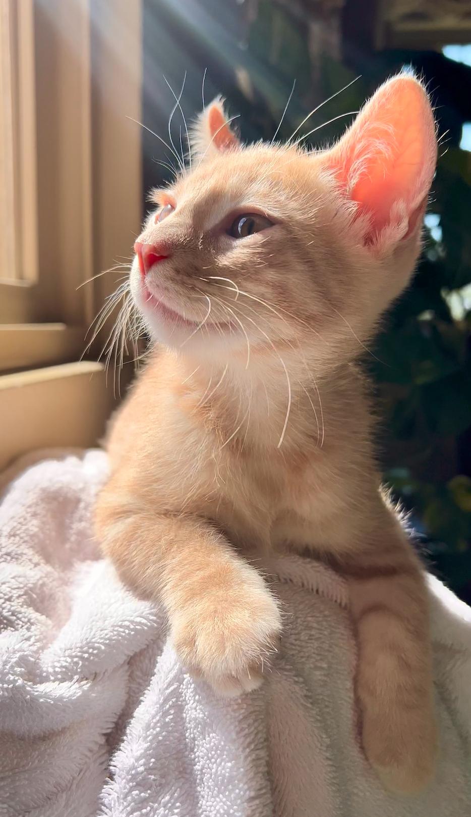 Flame, a ADOPTABLE American Shorthair in ladera ranch, CA image 2/5