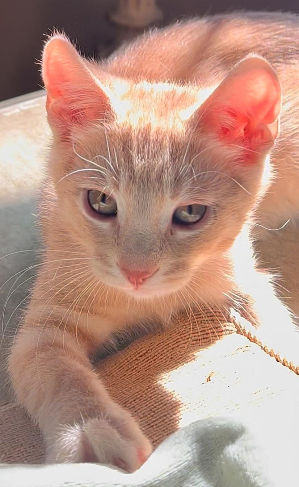 Flame, a ADOPTABLE American Shorthair in ladera ranch, CA image 1/5