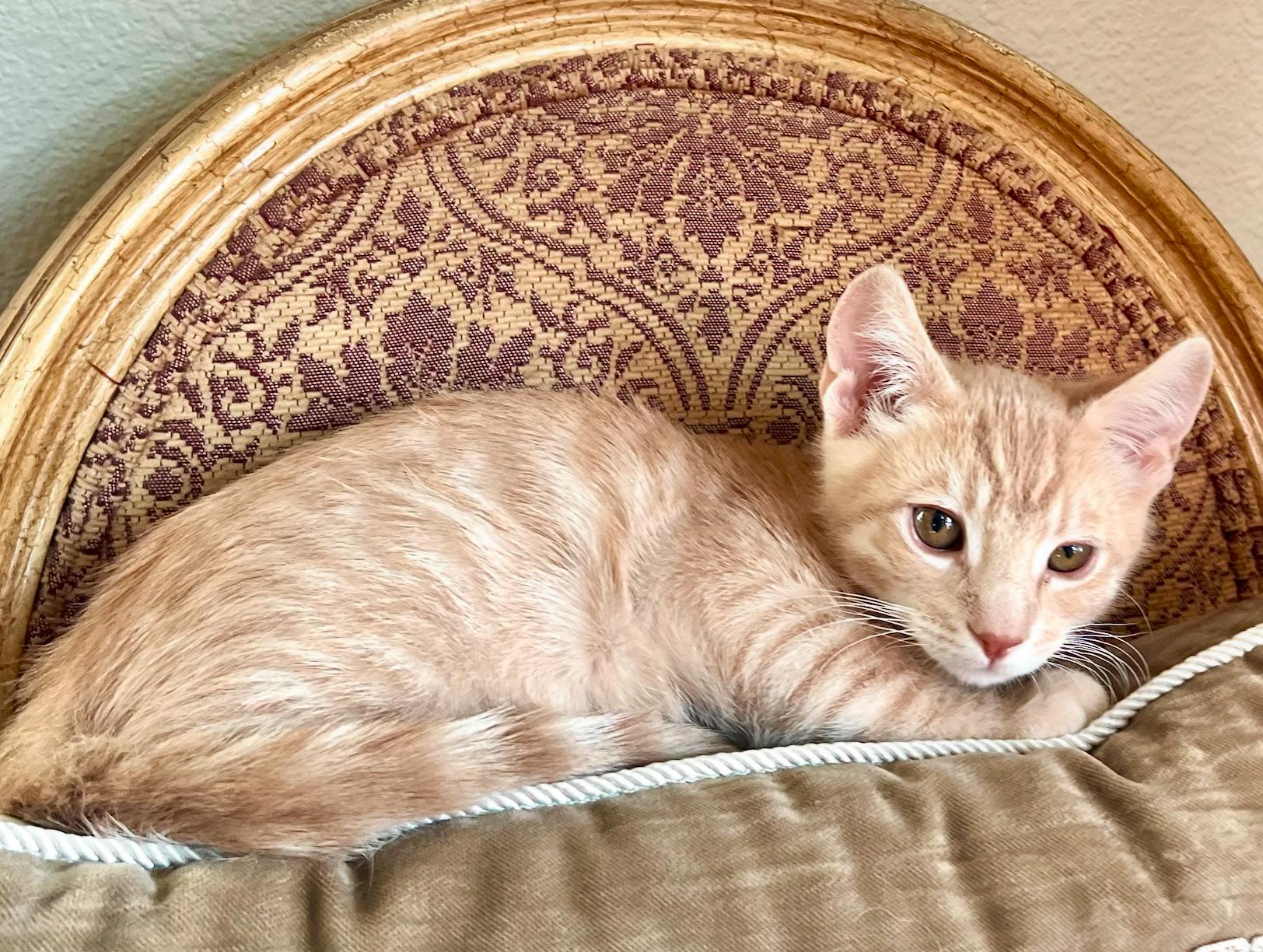Flame, a ADOPTABLE American Shorthair in ladera ranch, CA image 4/5
