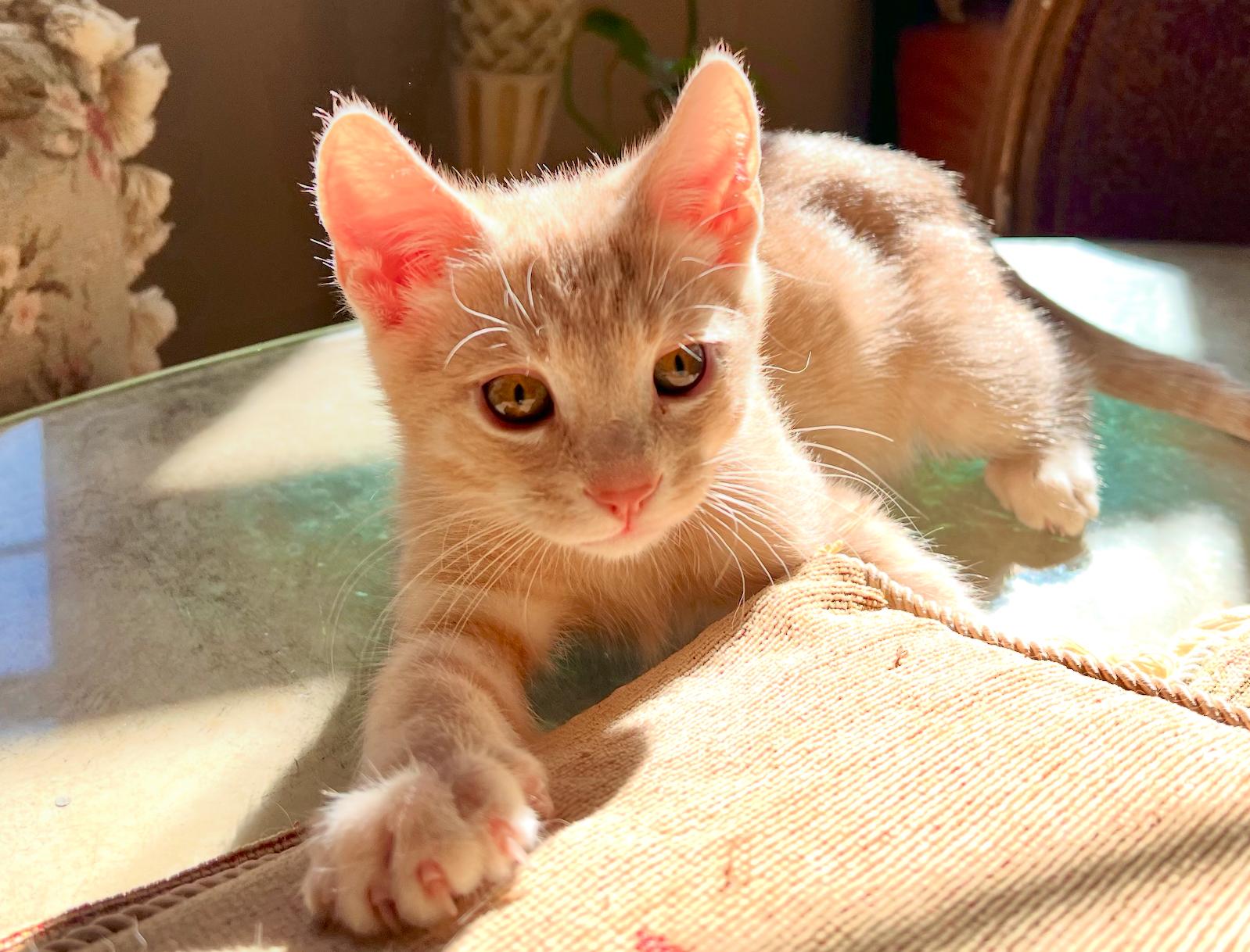 Flame, a ADOPTABLE American Shorthair in ladera ranch, CA image 3/5