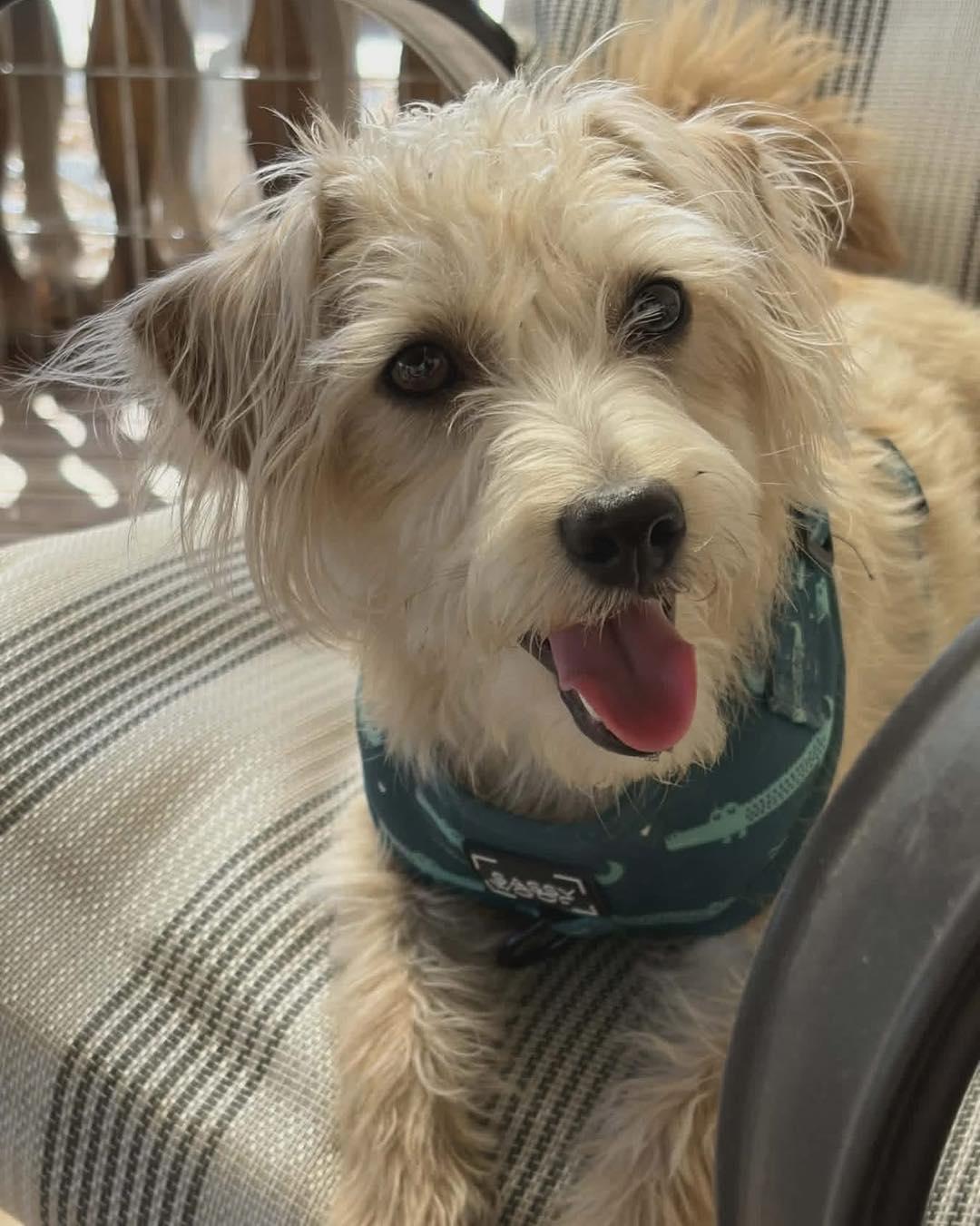 Enlarge Scruffy, a ADOPTABLE mixed breed in Lethbridge, AB image 2/2