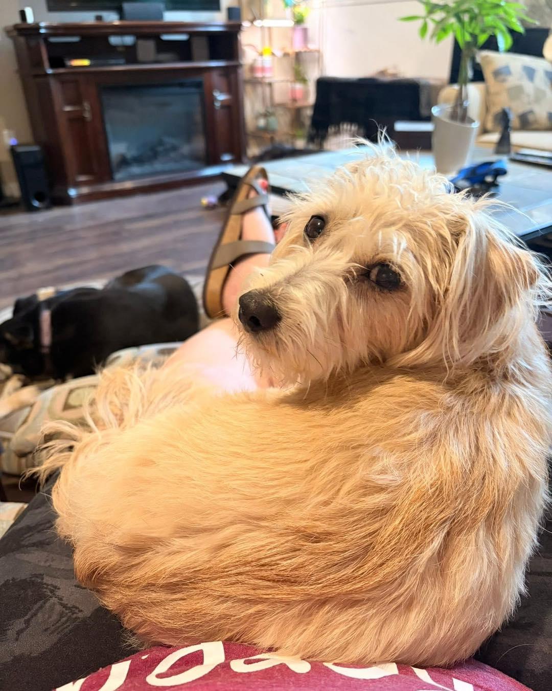 Enlarge Scruffy, a ADOPTABLE mixed breed in Lethbridge, AB image 1/2