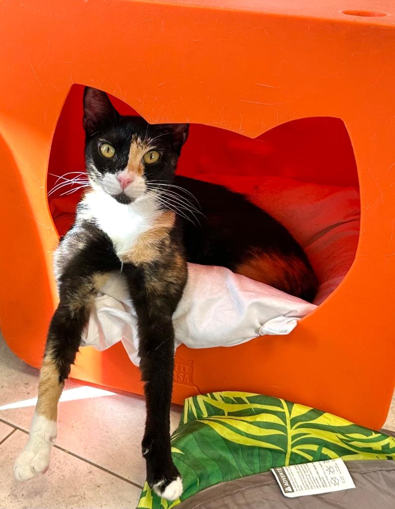 Enlarge Whimsy, a Adoptable mixed breed in New Orleans, LA image 1/5