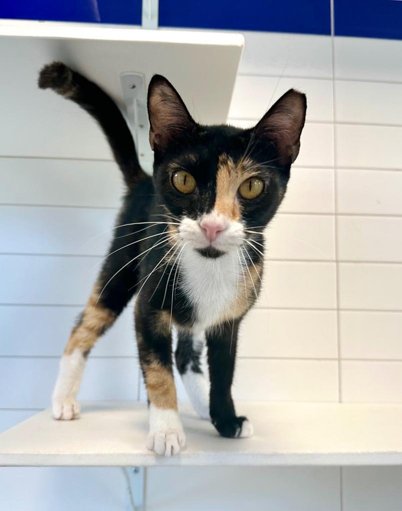 Whimsy, Adoptable, Young Female Domestic Short Hair.
