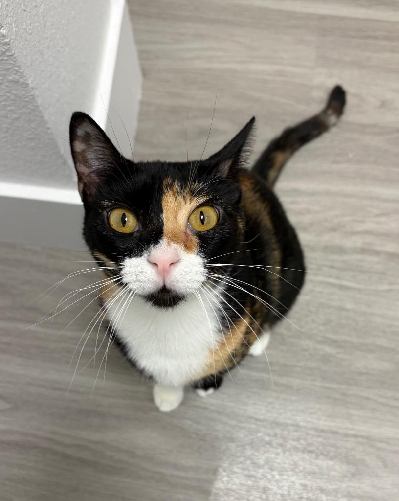 Whimsy, Adoptable, Young Female Domestic Short Hair.