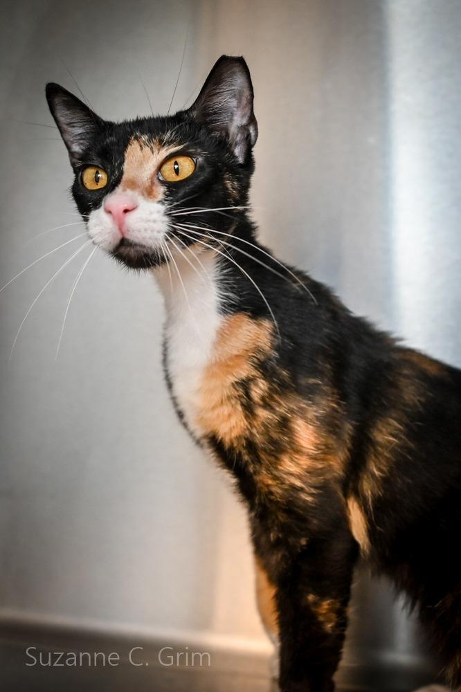 Enlarge Whimsy, a Adoptable mixed breed in New Orleans, LA image 5/5