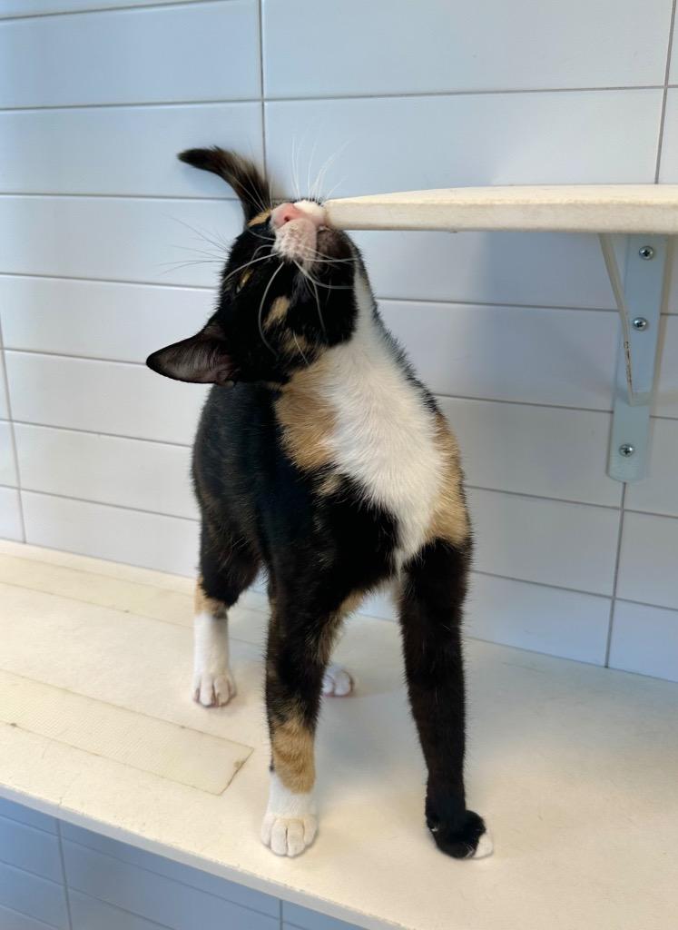 Enlarge Whimsy, a Adoptable mixed breed in New Orleans, LA image 3/5